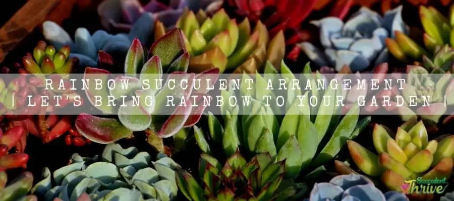 Rainbow Succulent Arrangement