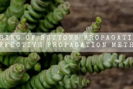 String Of Buttons Propagation | 5 Effective Propagation Methods |