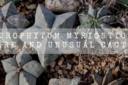 Astrophytum Myriostigma | Rare And Unusual Cactus |