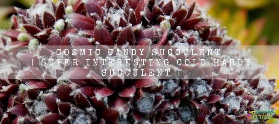 Cosmic Candy Succulent 