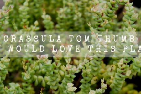 Crassula Tom Thumb ( You Would Love This Plant! )