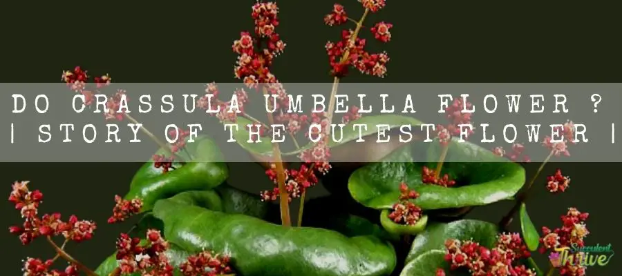Crassula Umbella Flower
