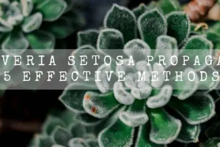 Echeveria Setosa Propagation | 5 Effective Methods |