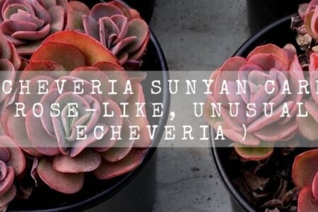 Echeveria Sunyan Care ( Rose-like, Unusual Echeveria )
