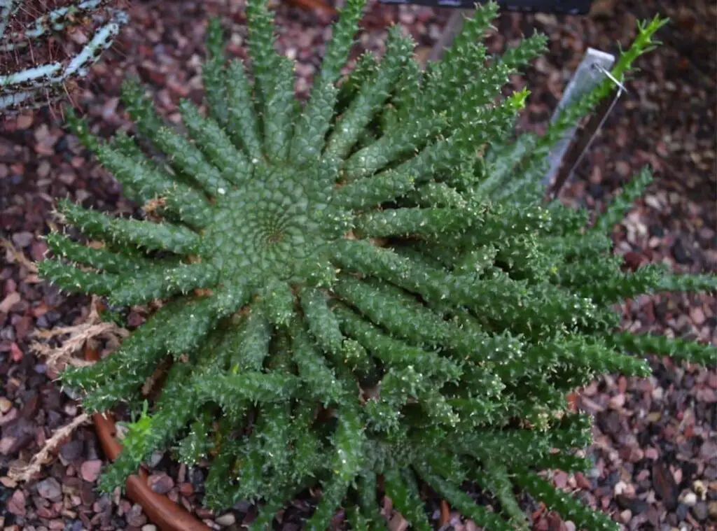 Euphorbia Gorgonis 
