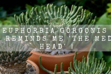 Euphorbia Gorgonis | It Reminds Me ‘The Medusa Head’ |