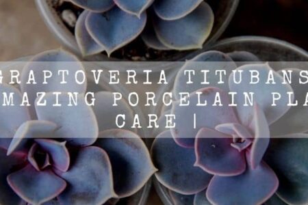 Graptoveria Titubans | Amazing Porcelain Plant Care |