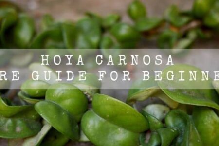 Hoya Carnosa | Care Guide For Beginners |