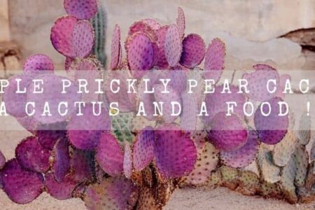 Purple Prickly Pear Cactus ( A Cactus And A Food !! )