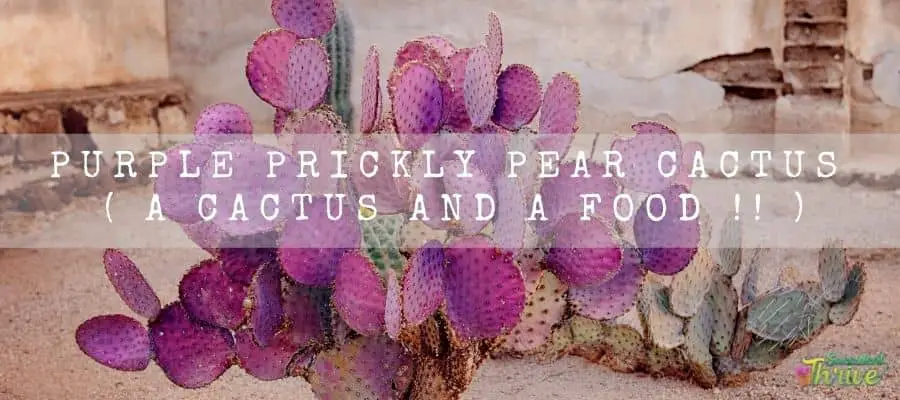 Purple Prickly Pear Cactus