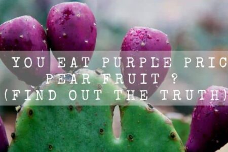 Can You Eat Purple Prickly Pear Fruit ? (Find Out The Truth)