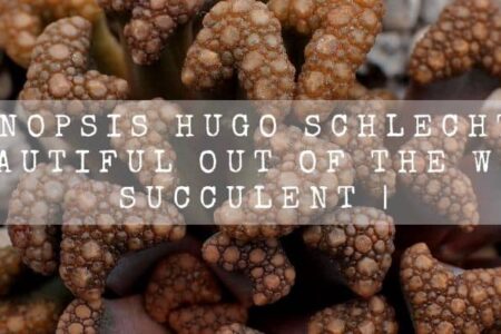 Titanopsis Hugo Schlechteri | Beautiful Out Of The World Succulent |