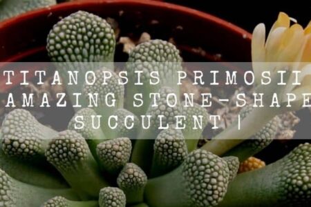 Titanopsis Primosii | Amazing Stone-Shaped Succulent |
