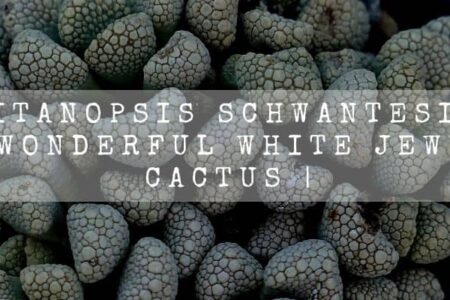 Titanopsis Schwantesii | Wonderful White Jewel Cactus |