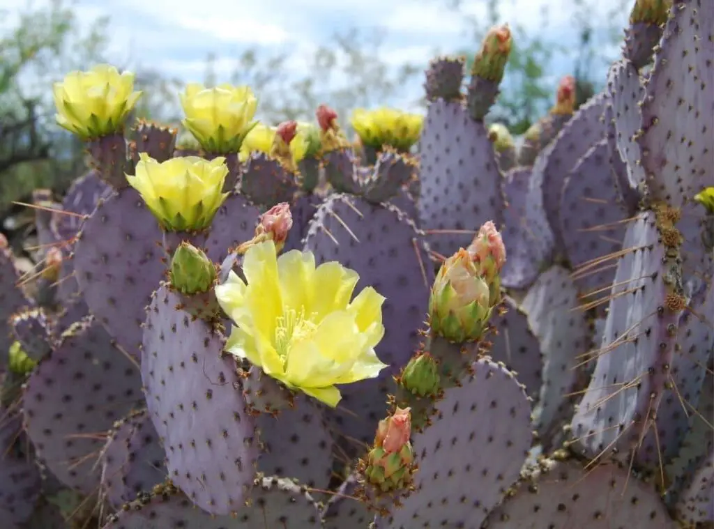 When do Purple Prickly Pear Cactus bloom