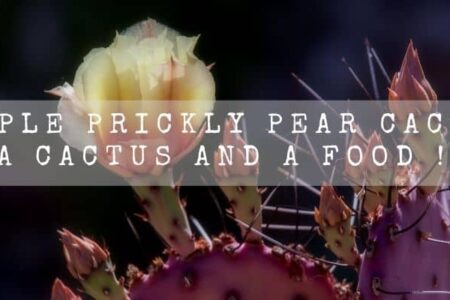 When do Purple Prickly Pear Cactus bloom ?