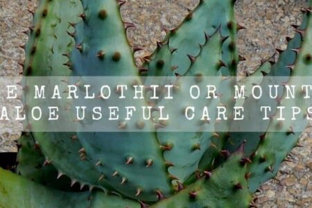 Aloe Marlothii Or Mountain Aloe Useful Care Tips