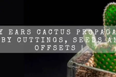 Bunny Ears Cactus Propagation | By Cuttings, Seeds And Offsets |
