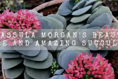 Crassula Morgan’s Beauty | Rare And Amazing Succulent |