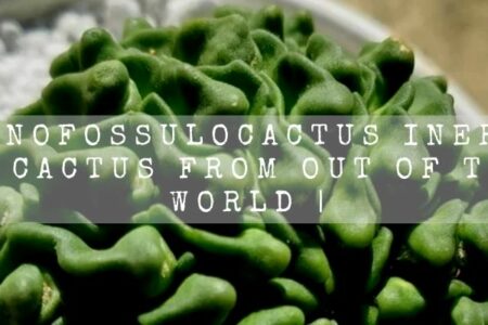 Echinofossulocactus Inermis | A Cactus From Out Of This World |