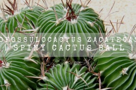 Echinofossulocactus Zacatecasensis | Spiny Cactus Ball |