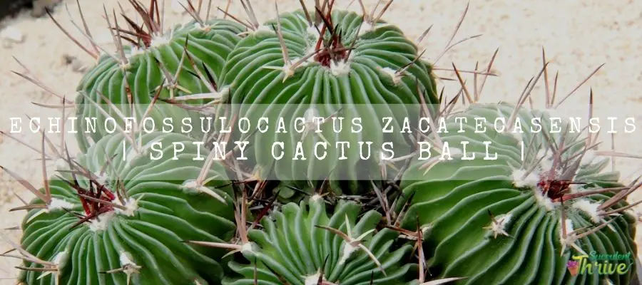 Echinofossulocactus Zacatecasensis