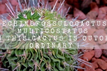 Echinofossulocactus Multicostatus | This Cactus Is Out Of Ordinary |