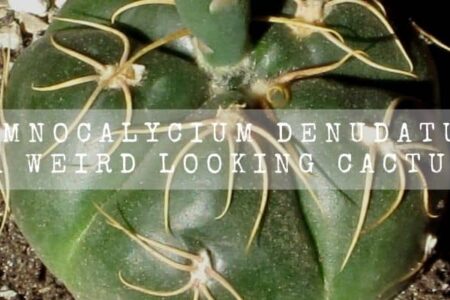 Gymnocalycium Denudatum | A Tiny, Weird Looking Cactus |