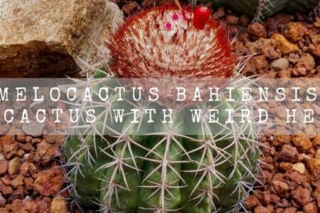 Melocactus Bahiensis | A Cactus With Weird Head |