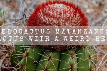 Melocactus Matanzanus | Cactus With A Weird Head |