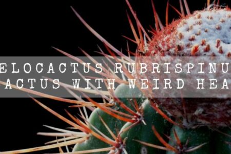 Melocactus Rubrispinus | Cactus With Weird Head |