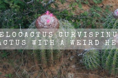 Melocactus Curvispinus | Cactus With A Weird Head |