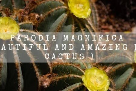 Parodia Magnifica ( Beautiful And Amazing Ball Cactus )
