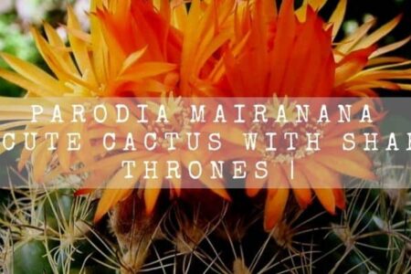 Parodia Mairanana | Cute Cactus With Sharp Thrones |