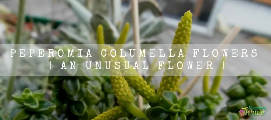 Peperomia Columella Flowers