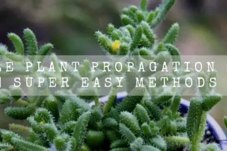 Pickle Plant Propagation Guide | Super Easy Methods |