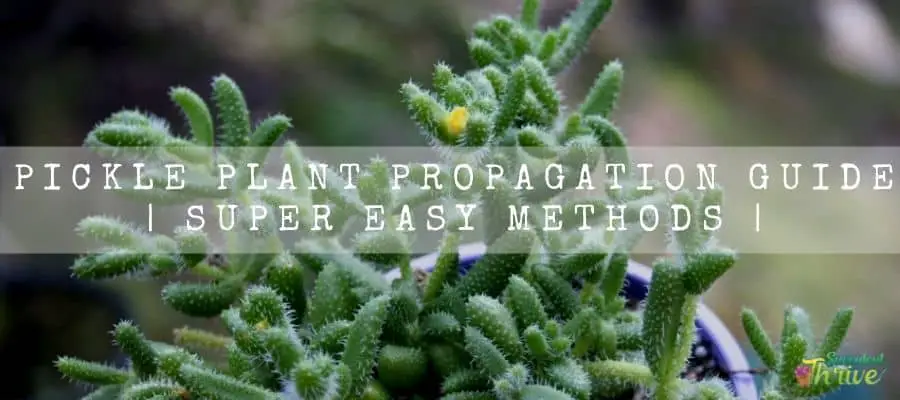 Pickle Plant Propagation 3