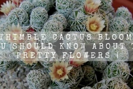 Thimble Cactus Bloom | You Should Know About This Pretty Flowers |