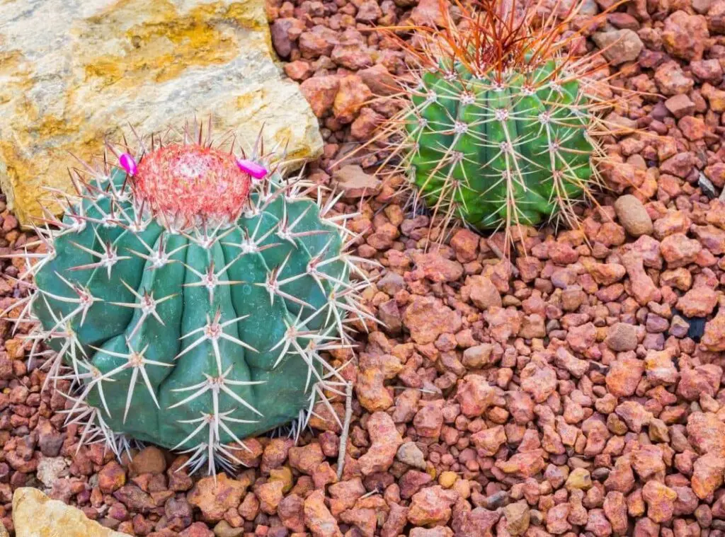 How Do Cactus Reproduce