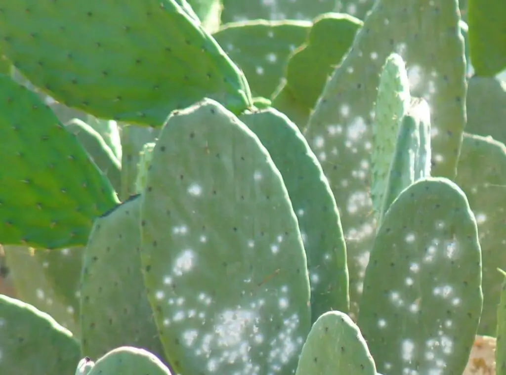 spot on cactus
