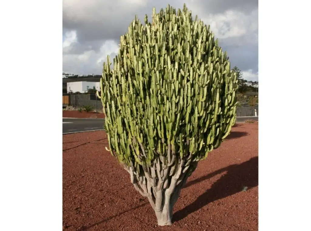 Large cactus