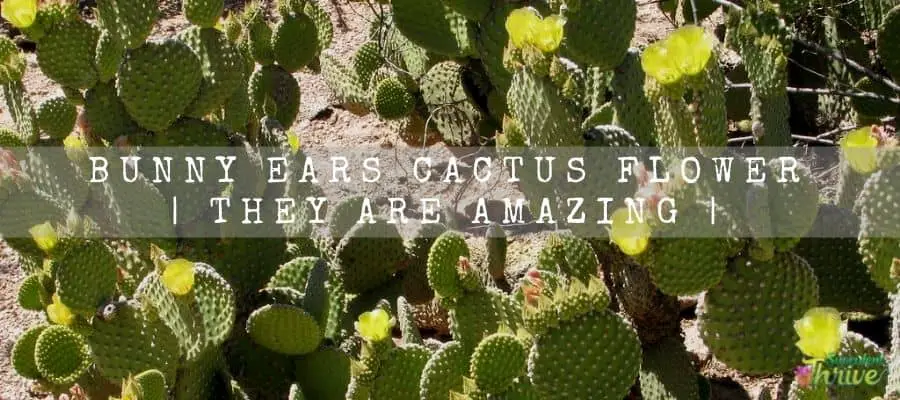 Bunny Ears Cactus Flower