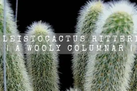 Cleistocactus Ritteri | A Wooly Columnar |