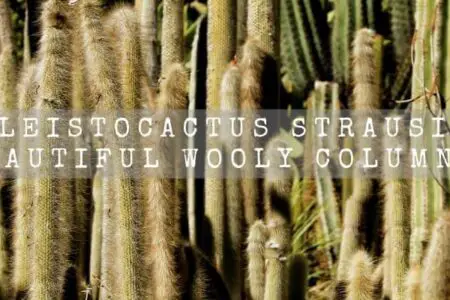 Cleistocactus Strausii | Beautiful Wooly Columnar |