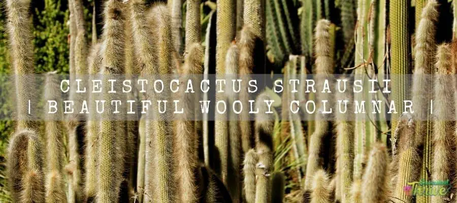 Cleistocactus Strausii 