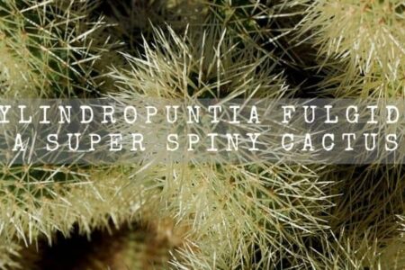 Cylindropuntia Fulgida | A Super Spiny Cactus |