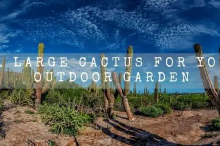 21 Large Cactus For Your Outdoor Garden