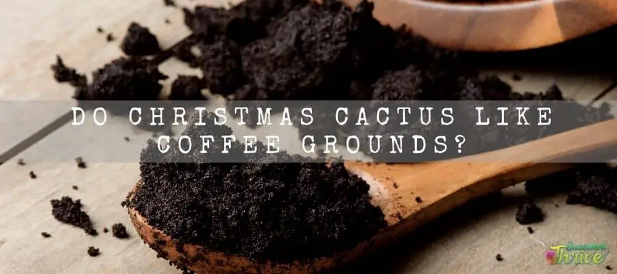 Do Christmas Cactus Like Coffee Grounds 