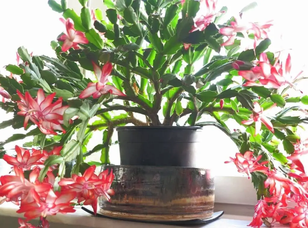 Do Christmas Cactus Like To Be Root Bound 