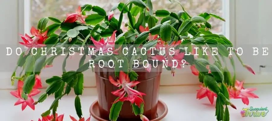 Do Christmas Cactus Like To Be Root Bound 